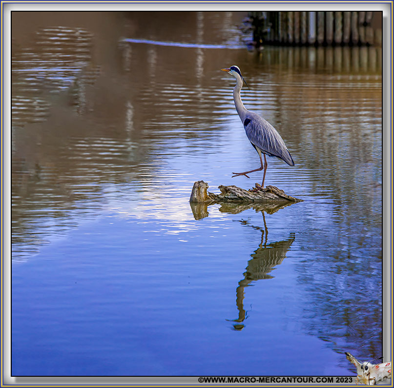 HERON CENDRE